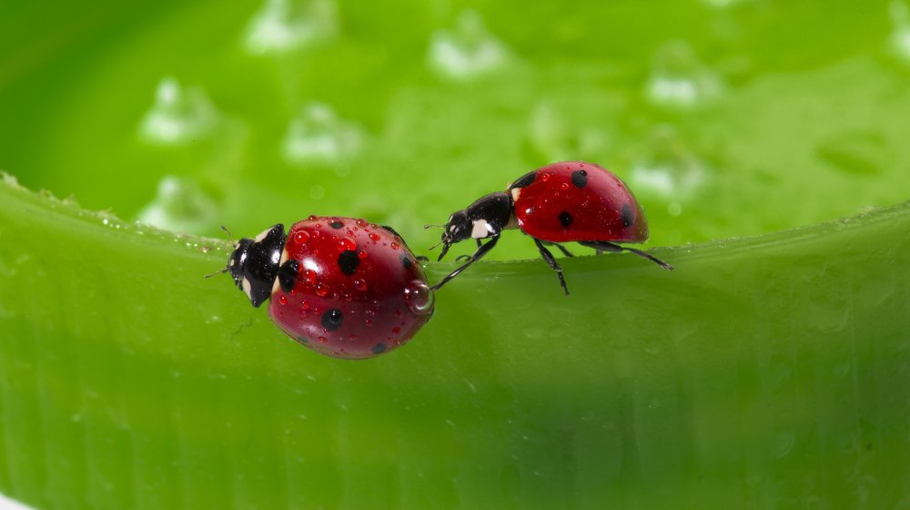 Фотография автора Ebrahim Rahiminezhad