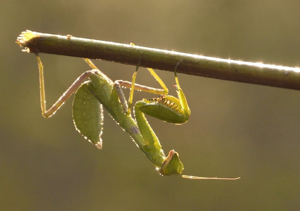 Praying mantis in lighting