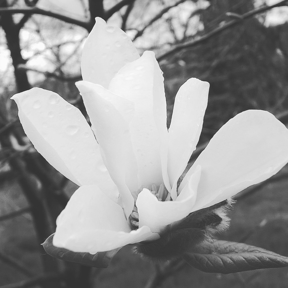 Magnolia