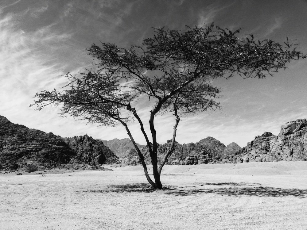 Одинокое дерево в пустыне