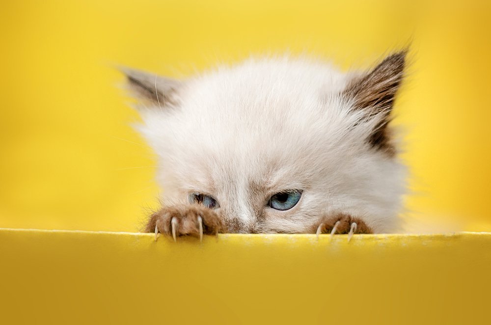 Маленький хитрец