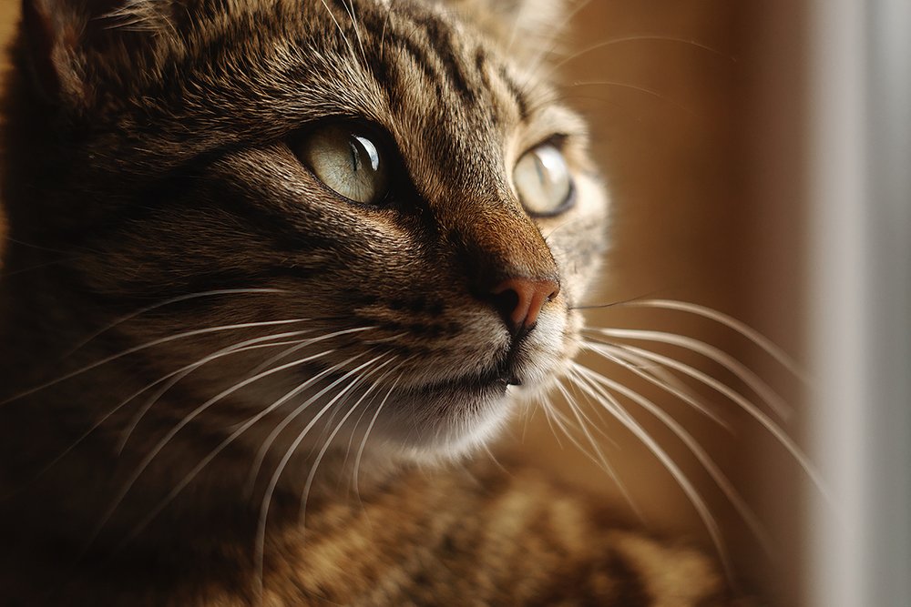 Прекрасное в деталях