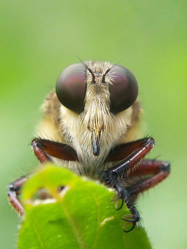 Robber fly