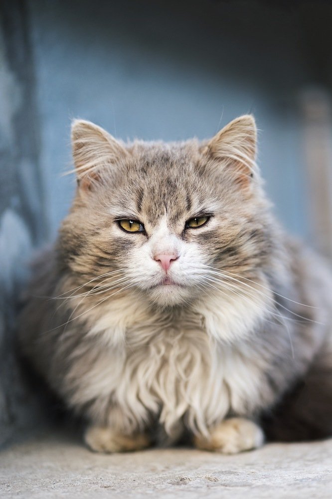 Дворовый красавец