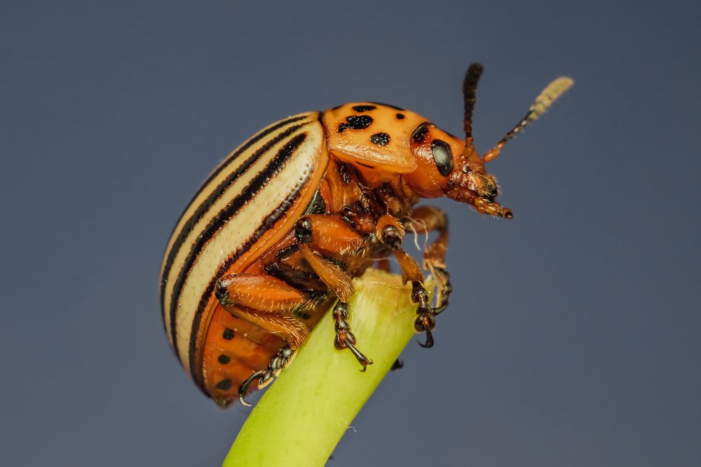 Лучший друг огородника