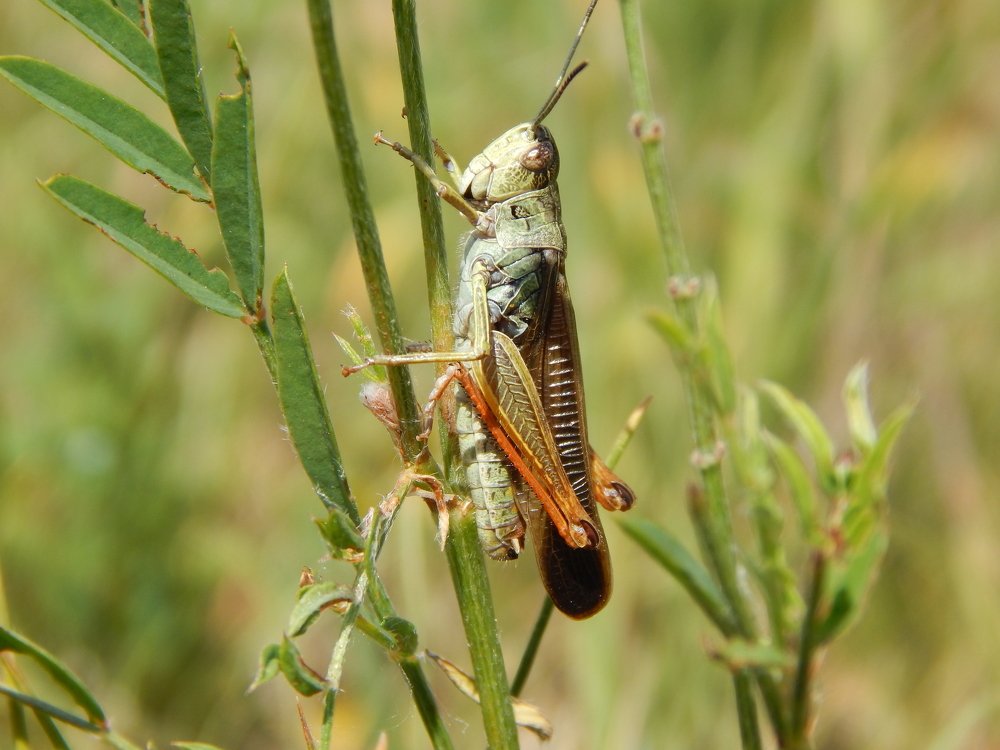 В траве сидел кузнечик.