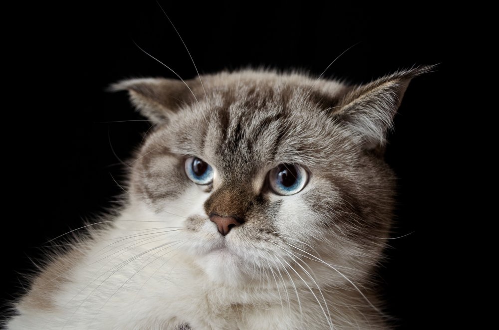 Кот Джексон