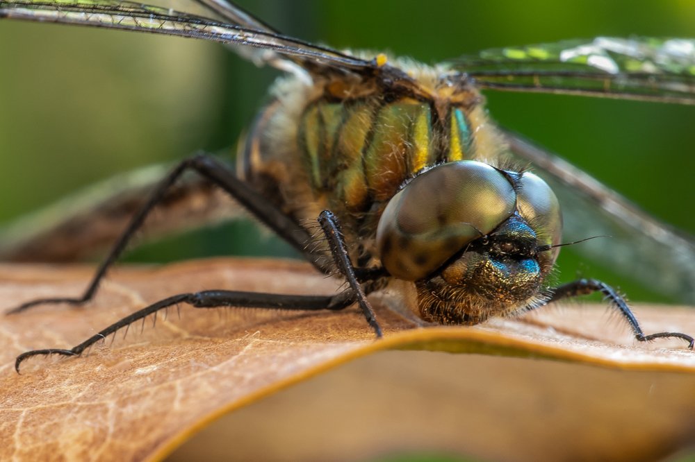 Photograph by Сергей Романченко