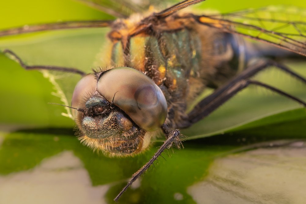 Photograph by Сергей Романченко
