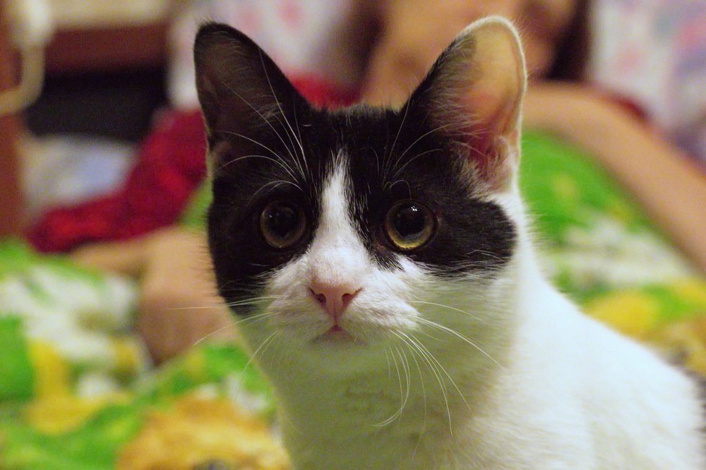 Кот Тимофей