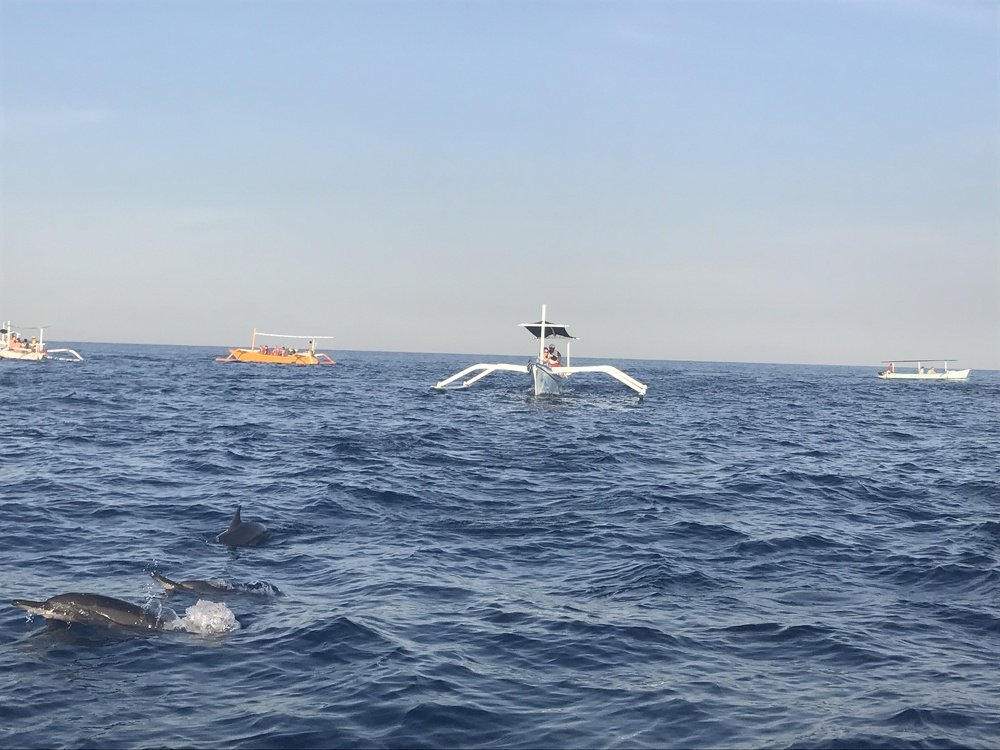 Sailing with dolphins