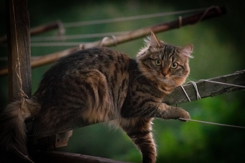 я на солнышке лежу...