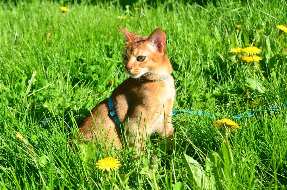 Grass Kitty