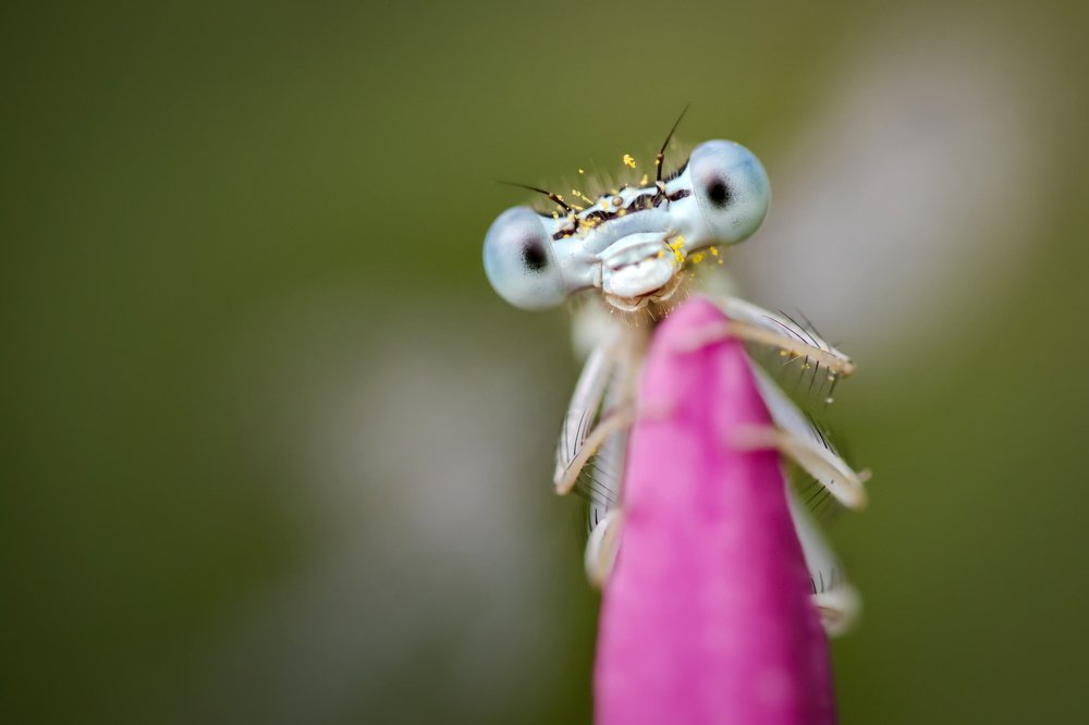 Photograph by Nicolae Fanurie Chirobocea