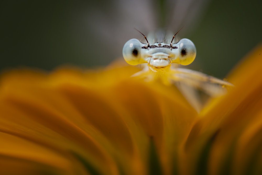 Photograph by Nicolae Fanurie Chirobocea