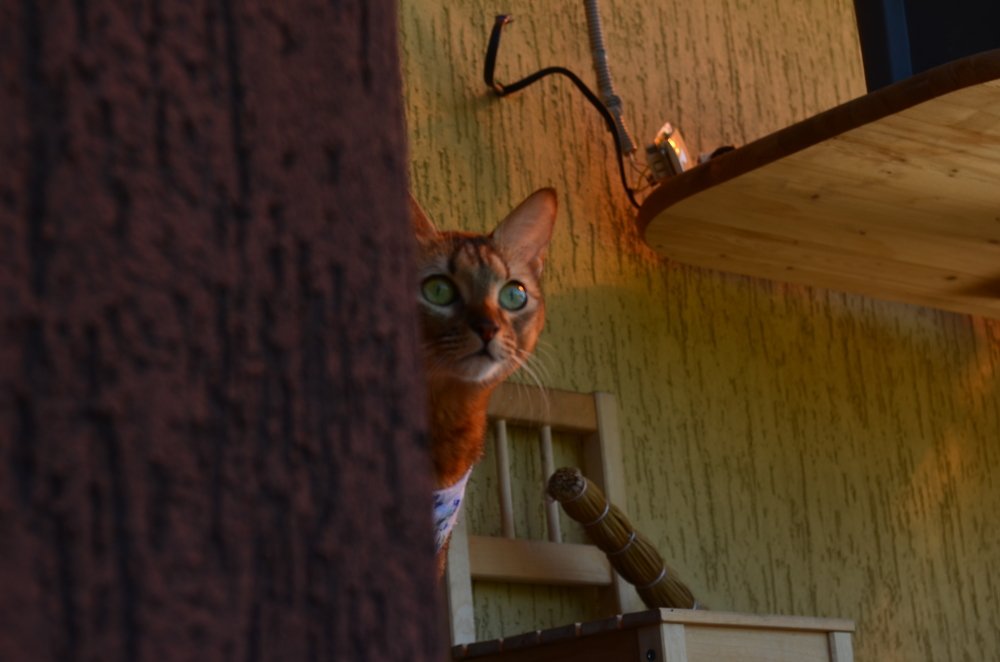 What the cat are you doing?