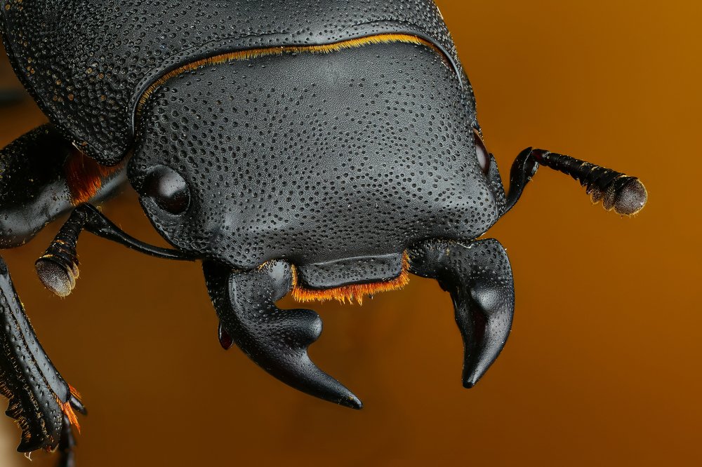 Оленёк обыкновенный