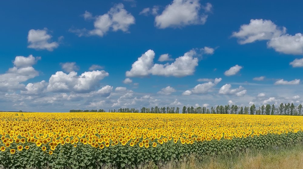 Подсолнечное море.