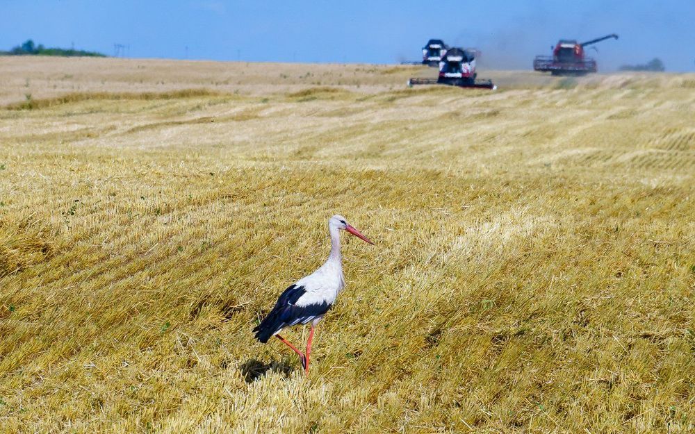 "Руководитель уборочной страды."
