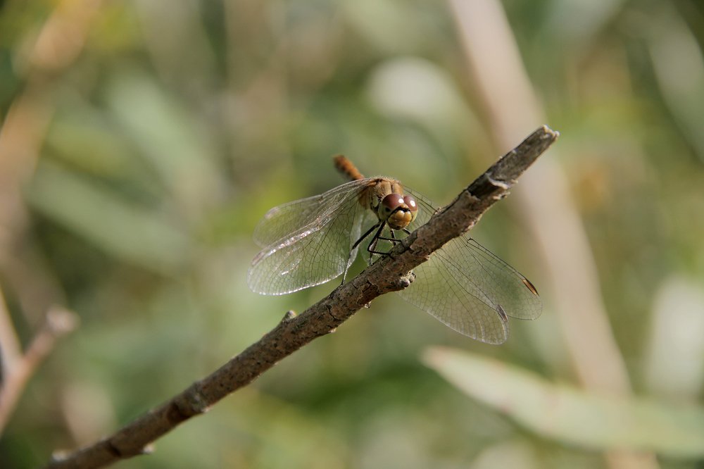 Photograph by Dzianis Mizhui