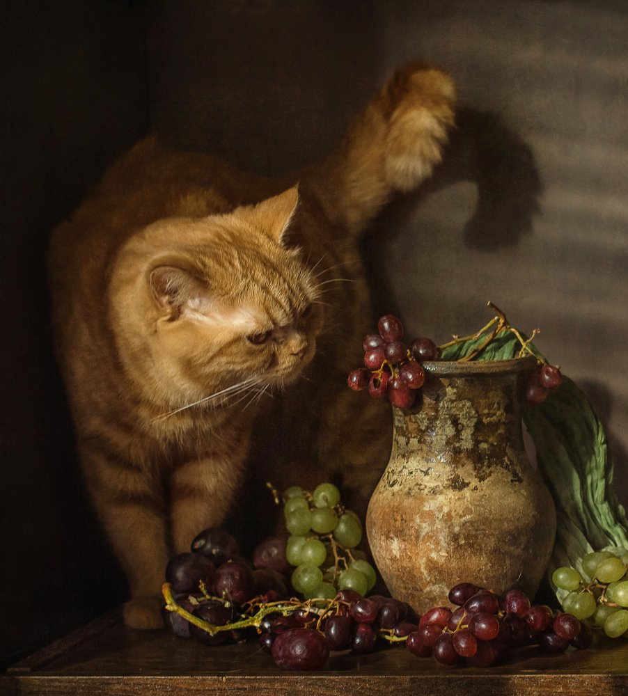 Виноградный кот