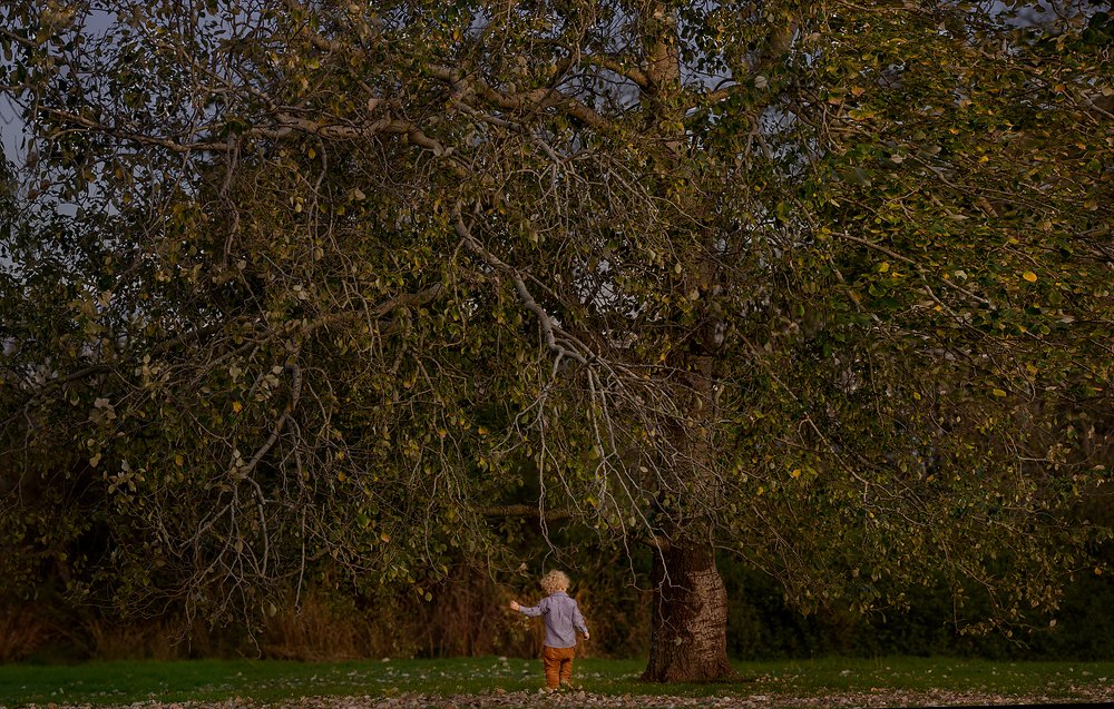 A boy and a Tree