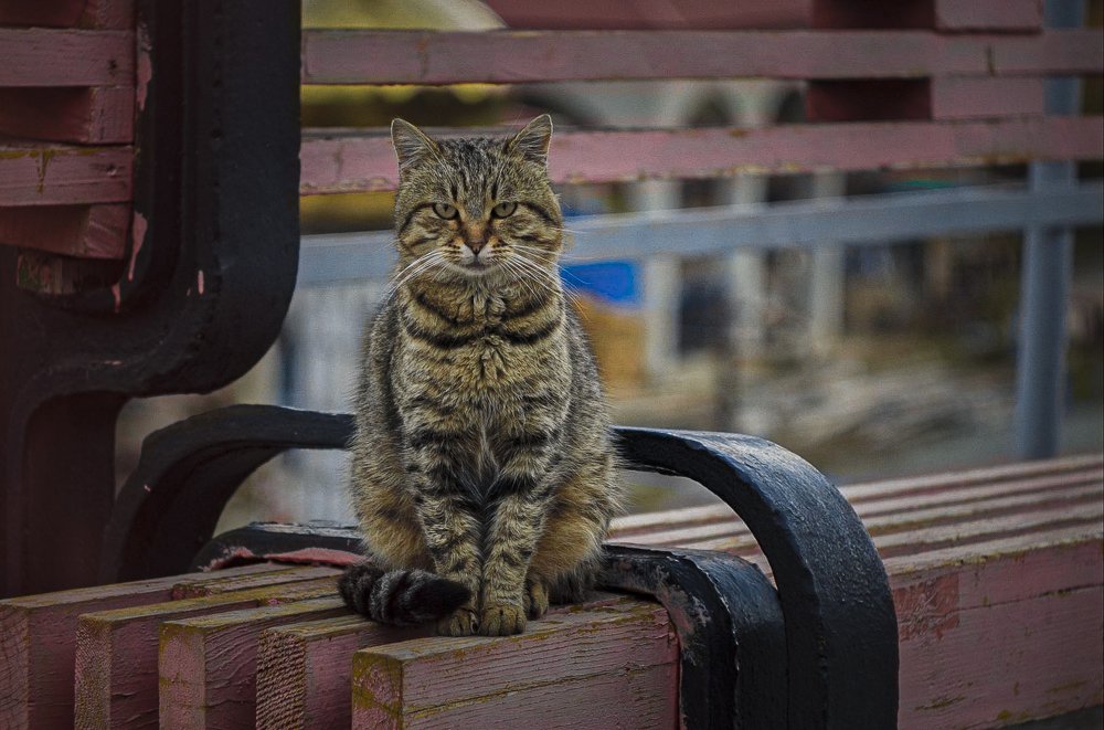 Церковный кот ГИПНОТЕЗЕР