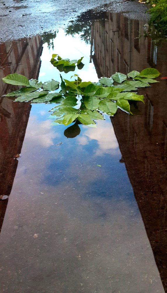 Сказка дождя