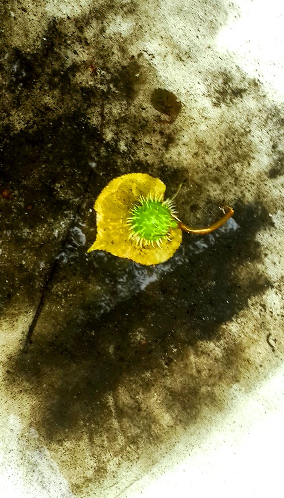 Красивая грясь