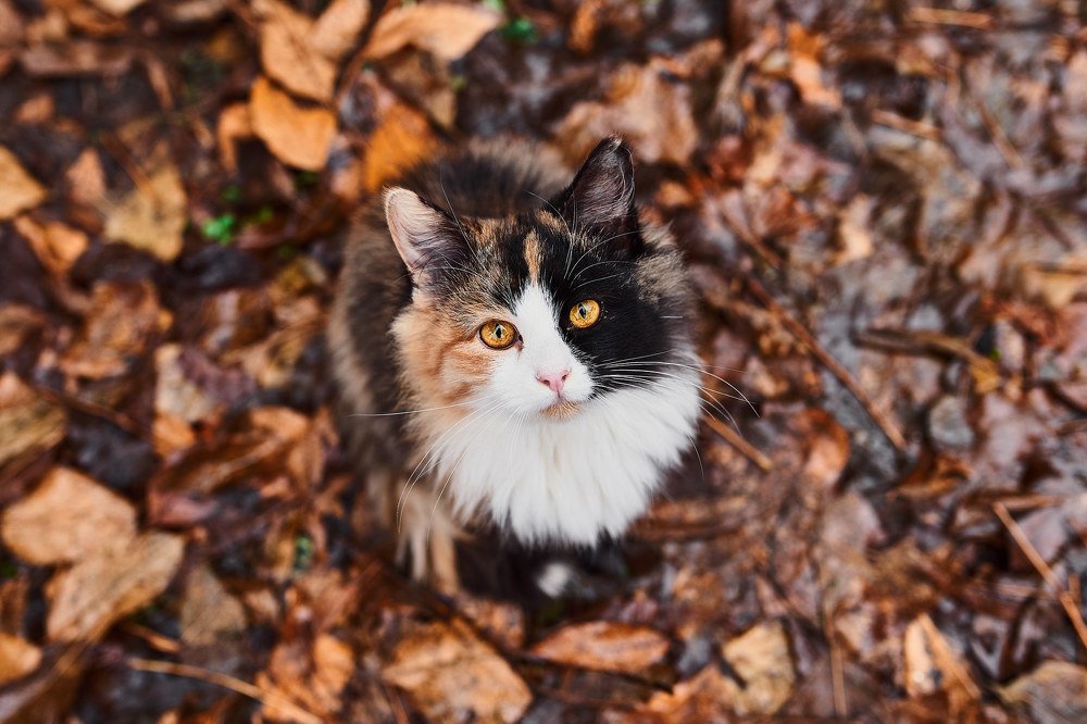 Черепашье настроение