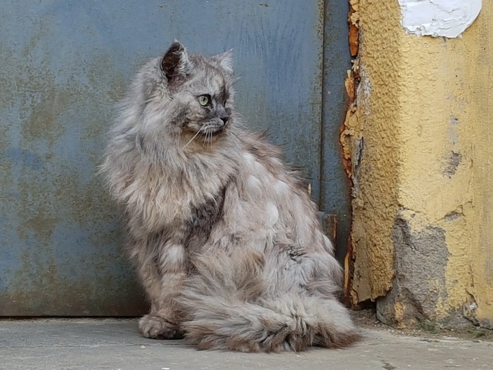 Настороженность и любопытство.