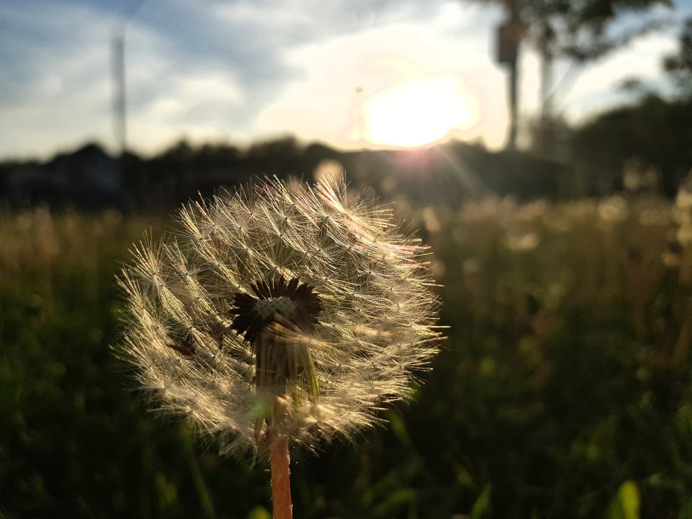 В лучах уходящего солнца.