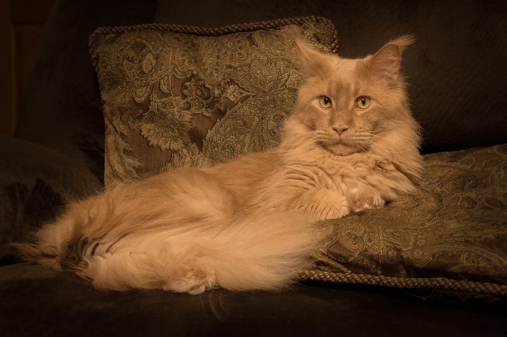 The Cats Life