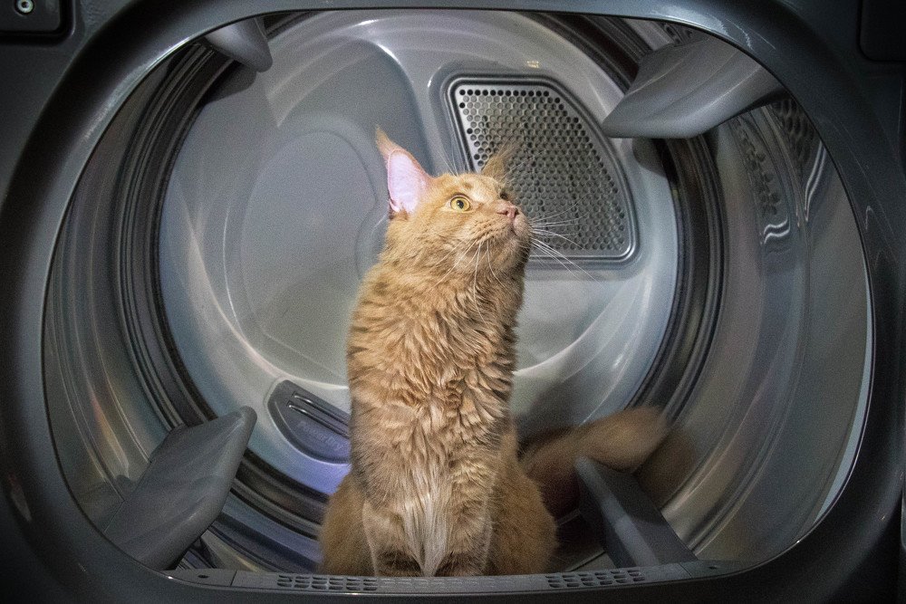Maine Coon Mission
