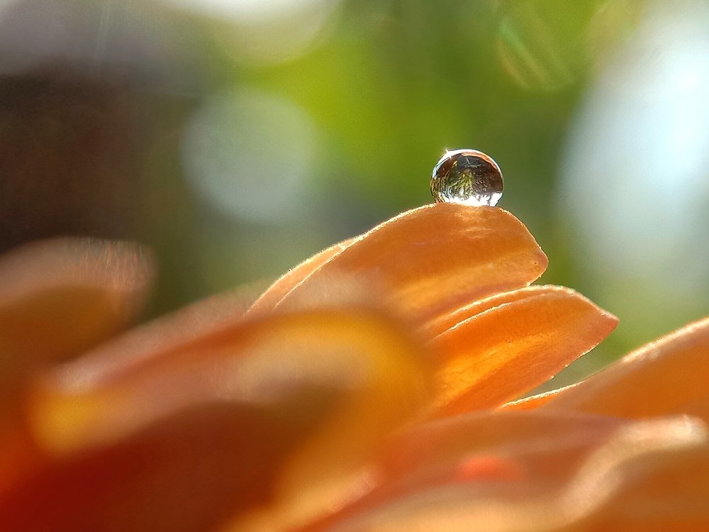 Dewdrops