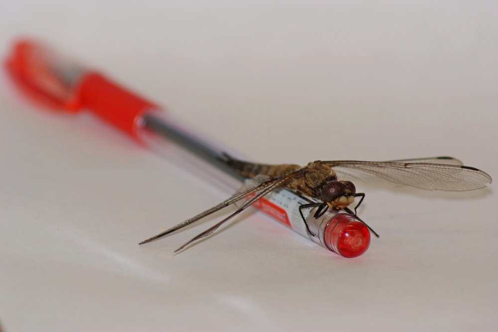 Photograph by Алексей Марков