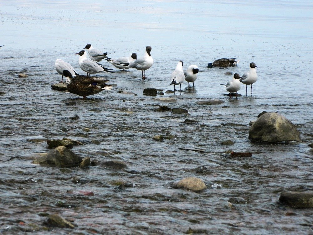 чайки в Петергофе