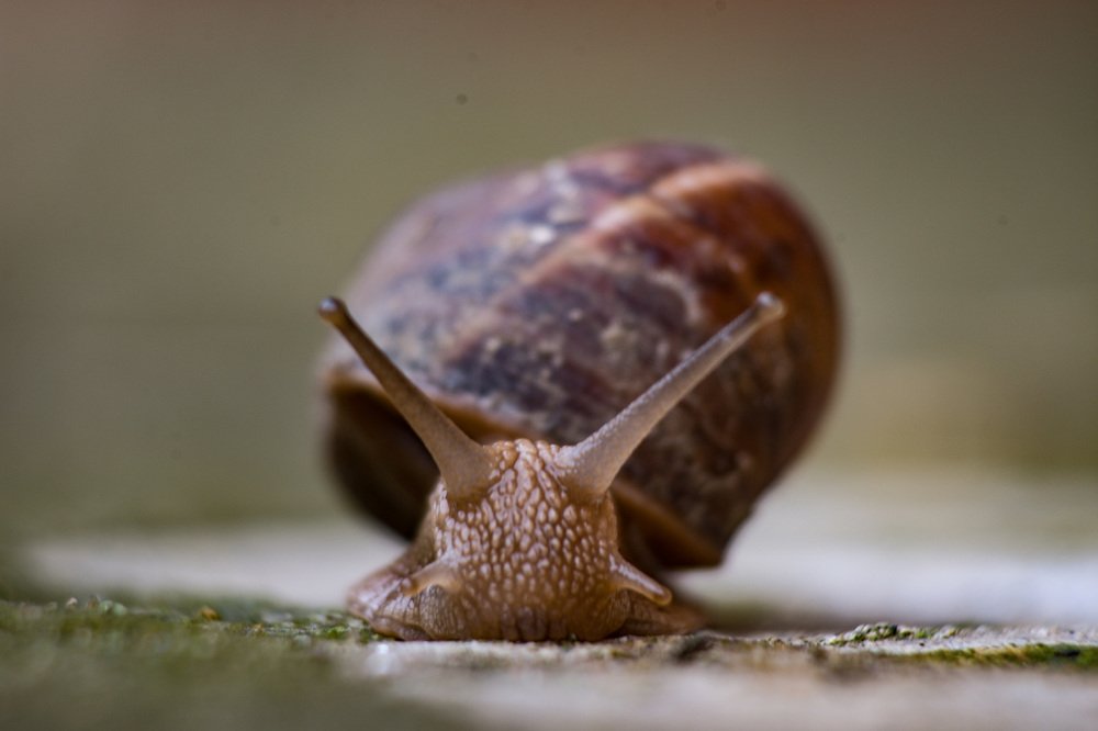 Snail portrait