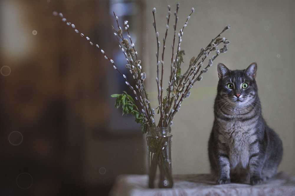 Любовь моя - Сёмушка...