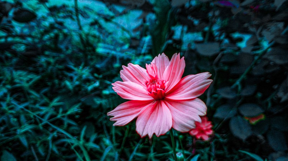 Motion of Fragrance.