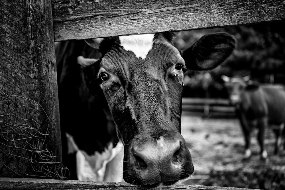 Сними меня, фотограф!