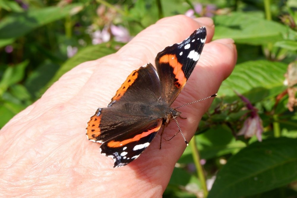 Бабочка на моей руке