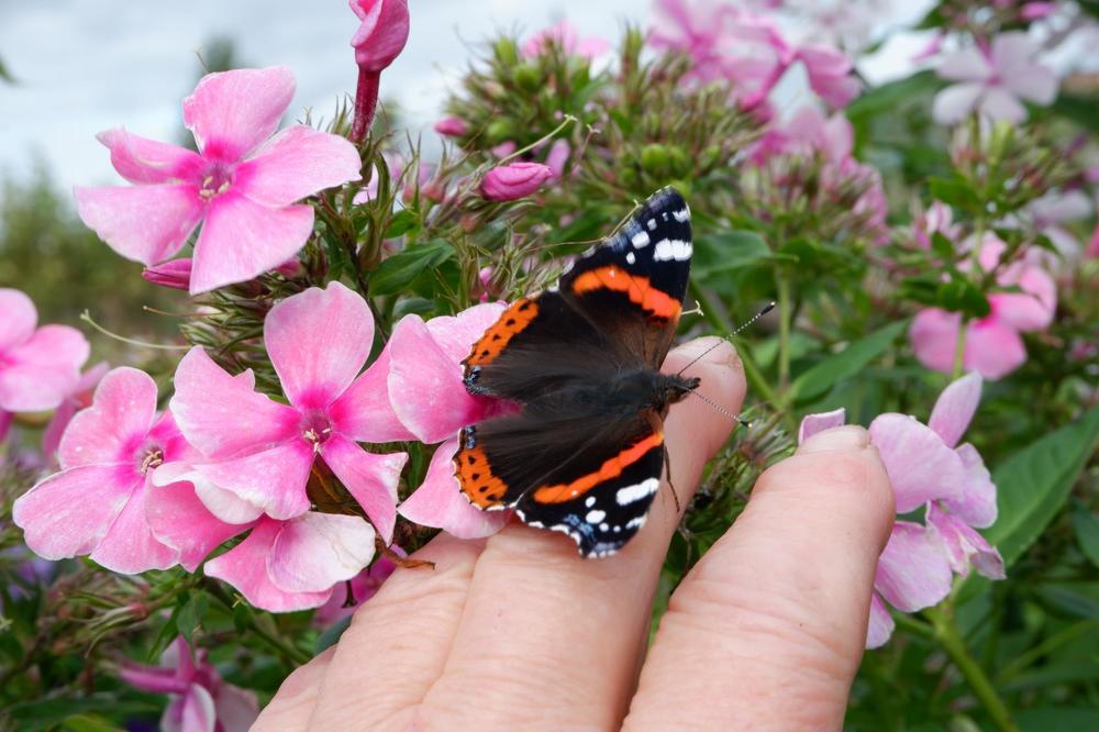 Бабочка на моей руке