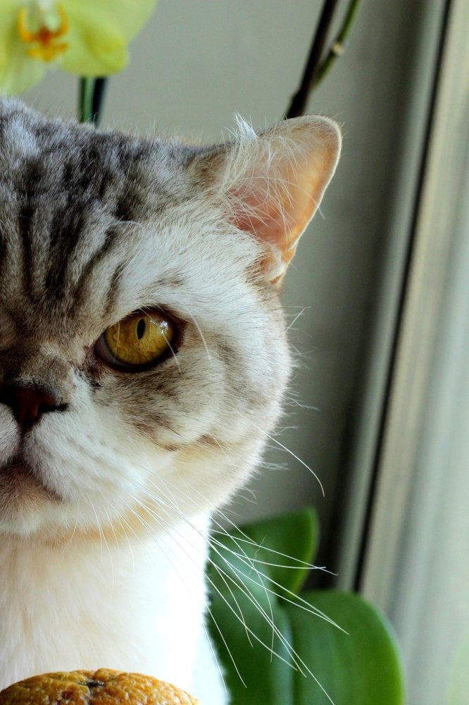 Кот и апельсин