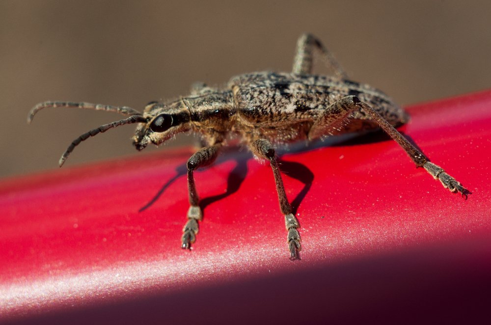 Photograph by Максим Мелехин