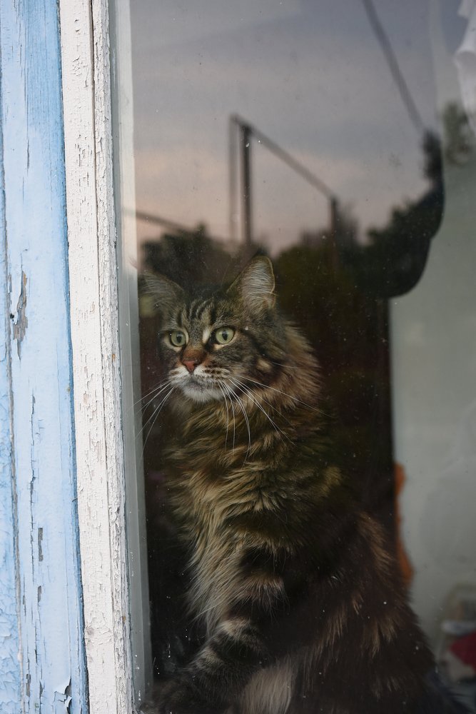 Кошка в окошке