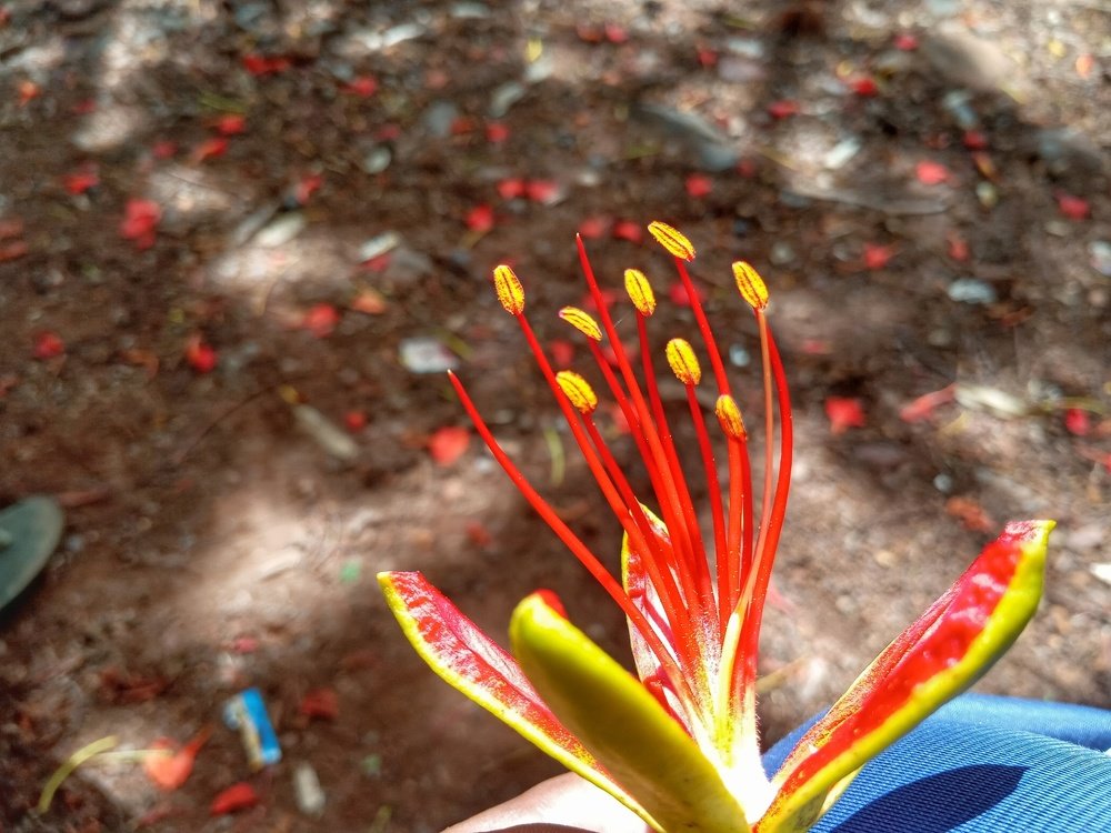 Theme of the NATURE.