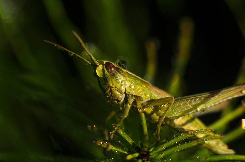В траве сидел кузнечик