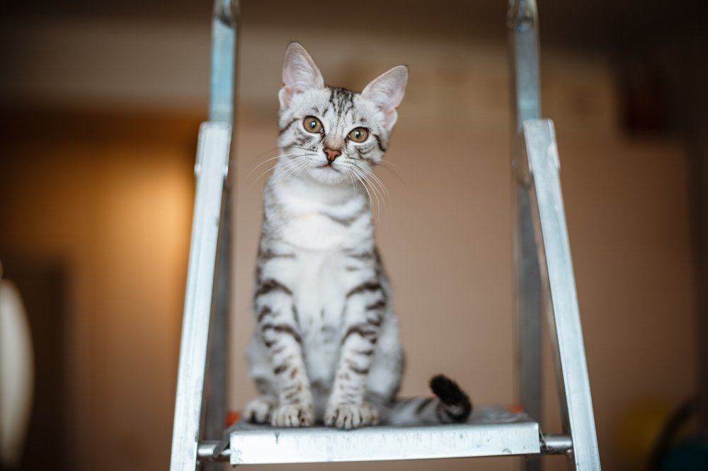 кошка Плотва