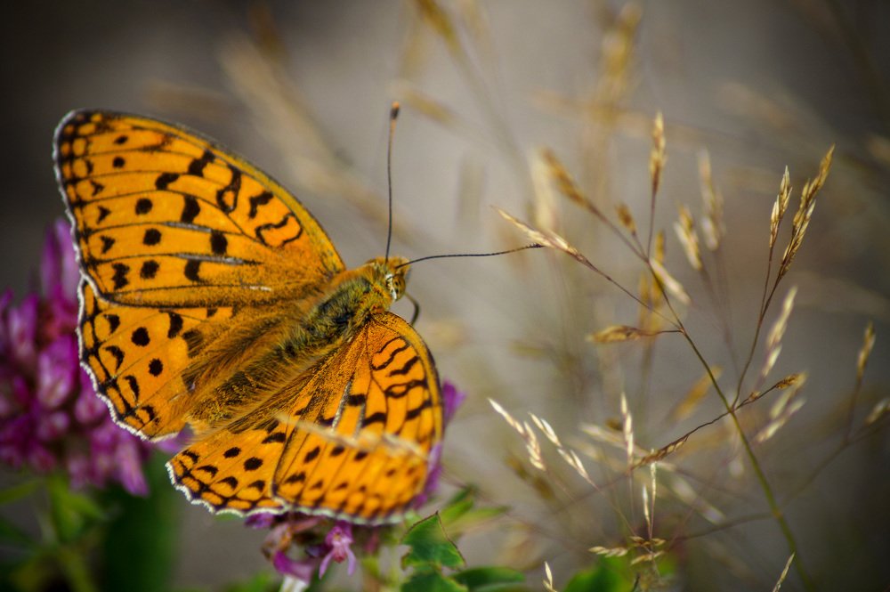 Photograph by Сергей Забиякин